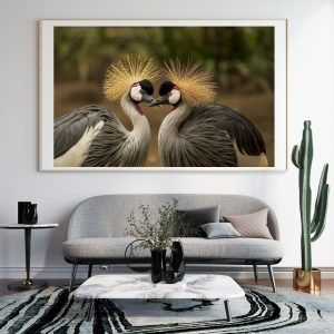 African Crasted Crown Crane Couple