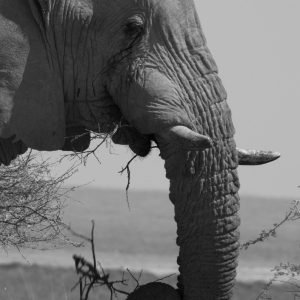 African Elephant Head Side View