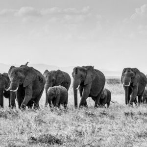 African Elephant Herd