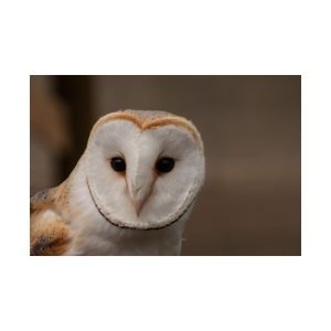 Barn Owl Face And Eyes