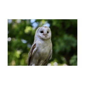 Barn Owl (Tyto Alba)