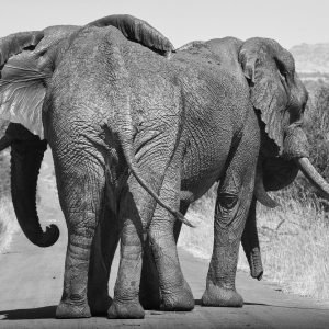 Black And White Wild Elephants