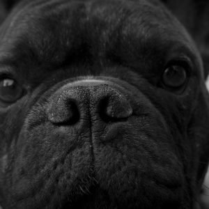Black Bulldog Face Close Up