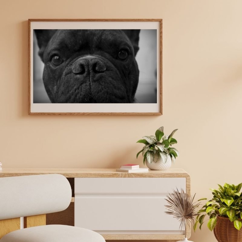 Black Bulldog Face Close Up Poster