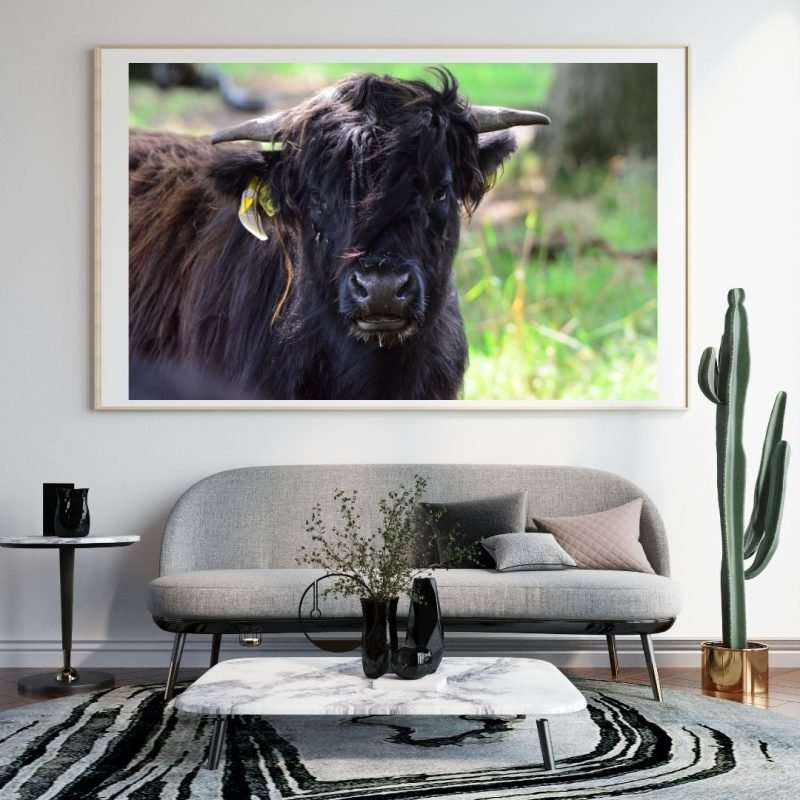 Black Long Haired Highland Cow