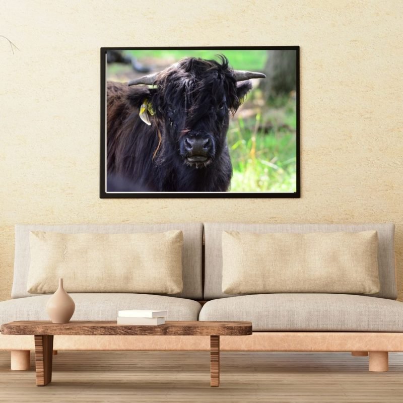 Black Long Haired Highland Cow Canvas