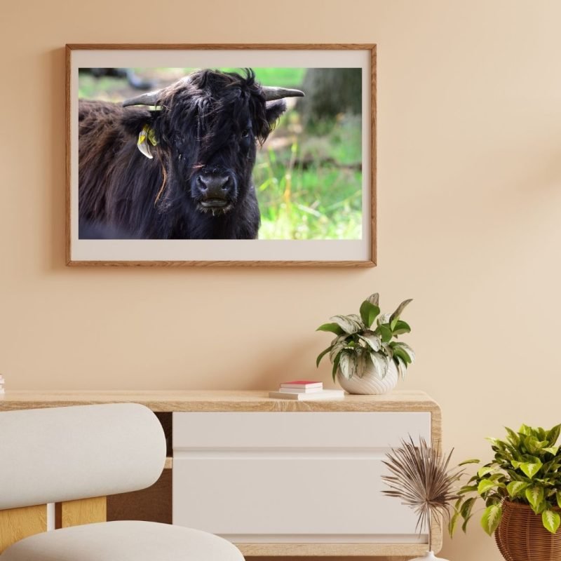 Black Long Haired Highland Cow Poster