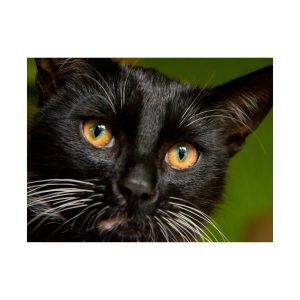 Black Tomcat Face art