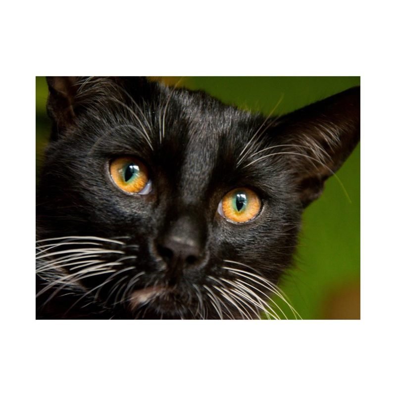 Black Tomcat Face art