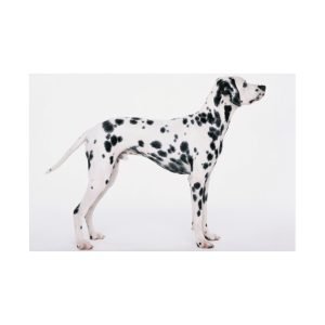 Black White Dalmatian Dog