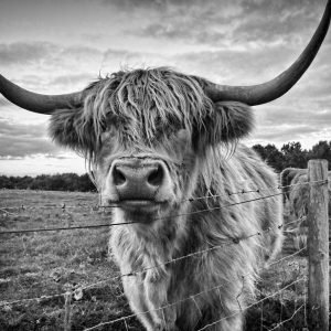 Black White Highland Cow Poster Wall Print