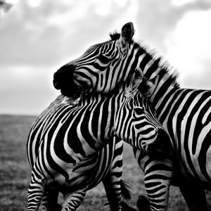 Black White Zebra Couple