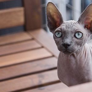Blue Eyed Hairless Sphynx Cat
