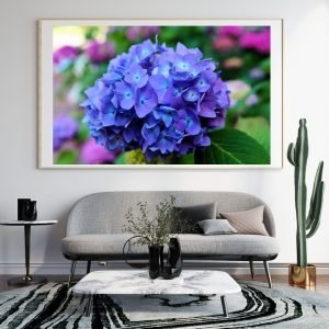 Blue Hydrangea