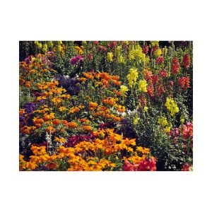 Colorful Meadow Flowers