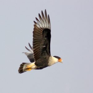 Crested Caracara