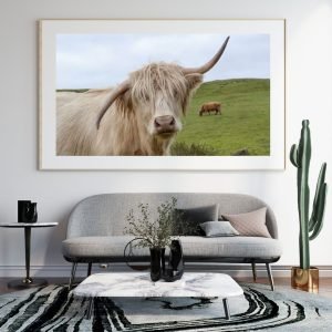 Crooked Horned Highland Cattle
