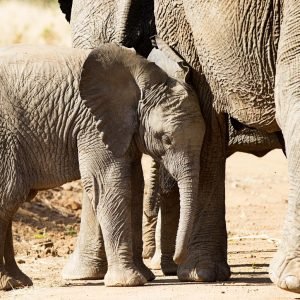 Cute Baby Elephant With Mom