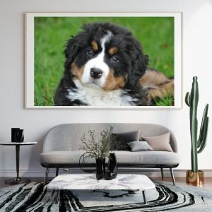 Cute Bernese Mountain Puppy