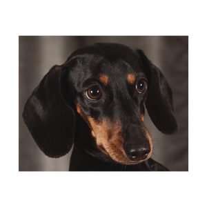 Cute Dachshund Dog