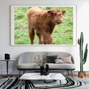 Cute Fluffy Highland Calf