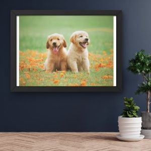Cute Golden Retriever Puppies Sitting