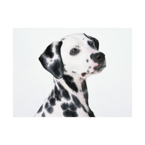 Dalmatian Puppy