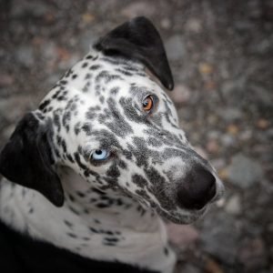 Different Colored Eyes Dalmatian Dog