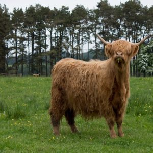 Fluffy Highland Cow With Horns