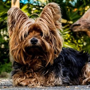Fluffy Yorkshire Terrier