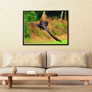 Flying Beauty Peacock