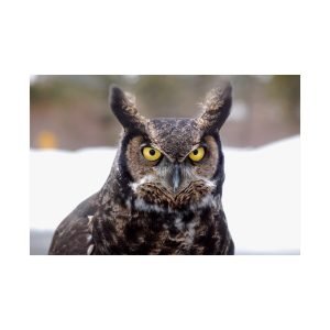 Great Horned Owl