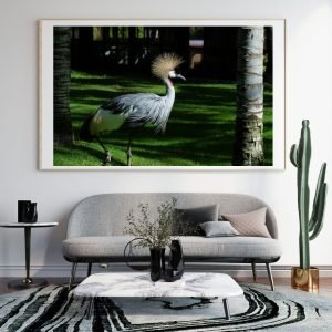 Grey Crown Crested Crane