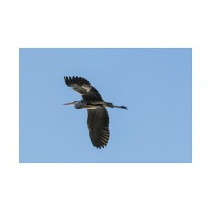 Heron Flies Alone