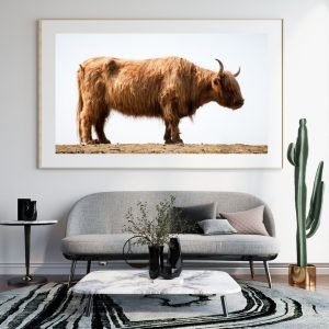 Highland Bull Side View