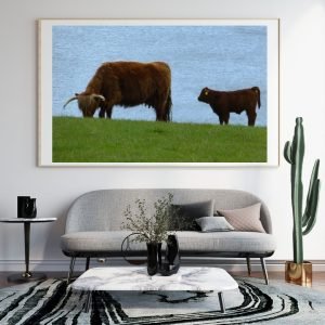 Highland Cattle And Their Calf