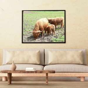 Highland Cow Family