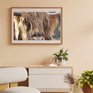 Highland Cow Head Close Up