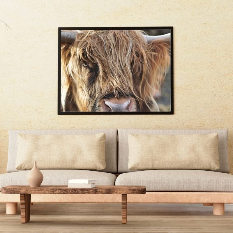 Highland Cow Head Close Up Canvas