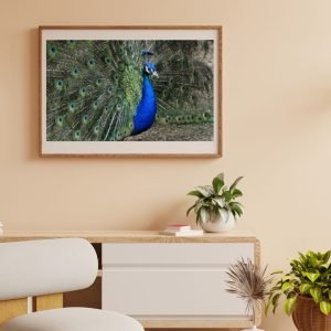 Blue Green indian Peacock - peafowl