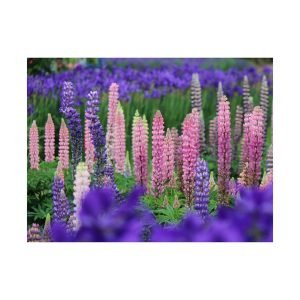 Japanese Lupine