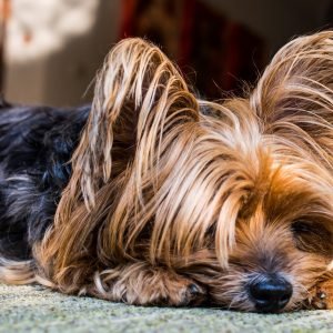 Lazy Yorkshire Terrier