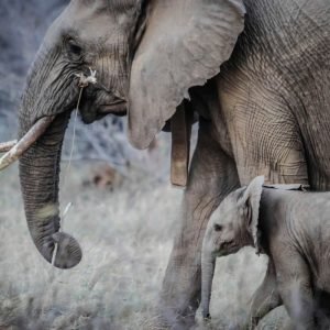 Mother Elephant And Her Baby