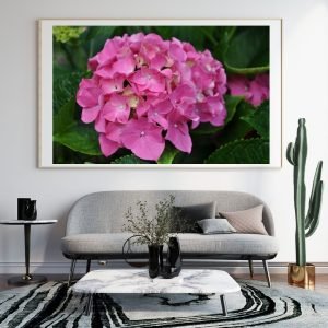 Pink Hydrangea