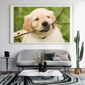 Playful Golden Retriever Puppy