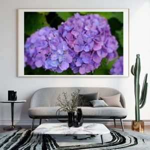 Purple Hydrangea