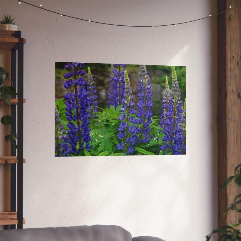 Purple Lupine Flowers print