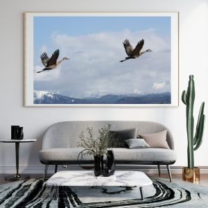 Sandhill cranes fly in Alaska