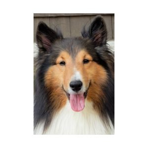 Shetland Sheepdog Face