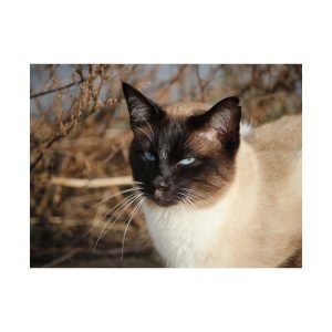 Siamese Cat